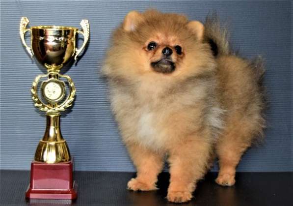 Супер мини лизунчик в Одинцово фото 4