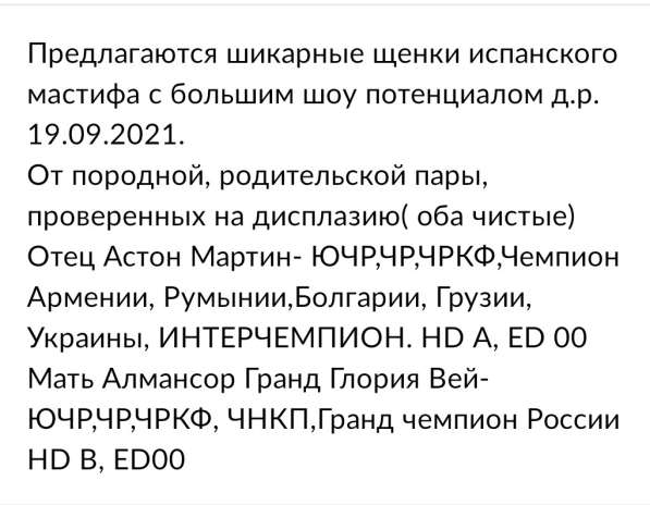 Породные щенки испанского мастифа в Москве