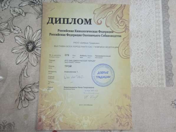 Вязка Джек Рассел в Москве фото 7