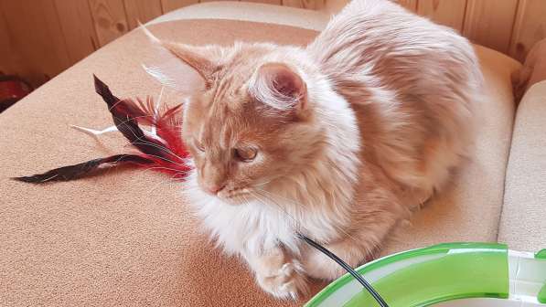 Продаётся красная на серебре кошечка мейн кун в Санкт-Петербурге фото 9