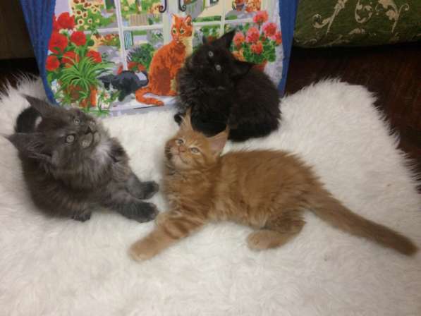 Котята мейн-кун