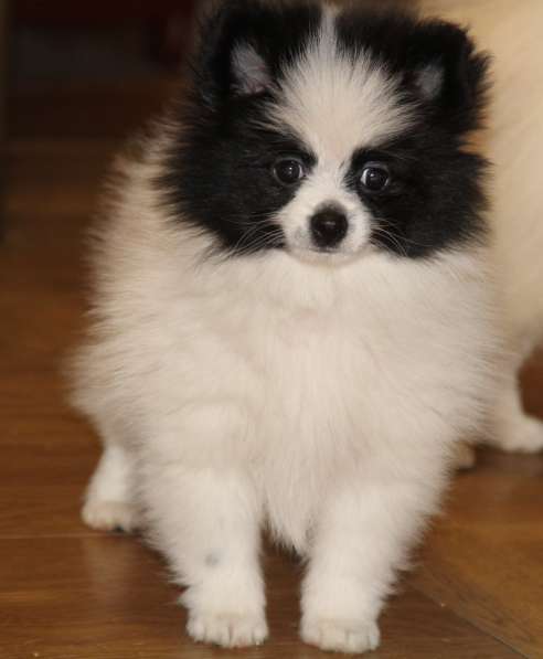 Щенки шпица в Раменское фото 15