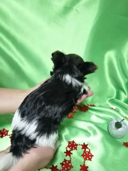 Красивые девочки бивер йорка в Омске фото 8