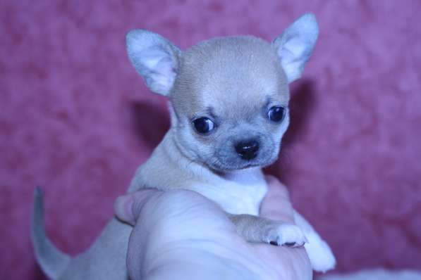 Щенки чихуахуа в Москве фото 13