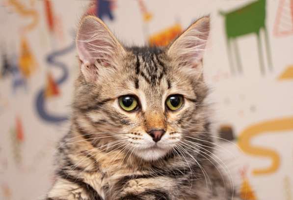 Красавец Вениамин, ласковый и умный котенок-подросток в дар