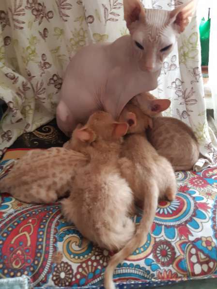 Сфинкс в Москве фото 5