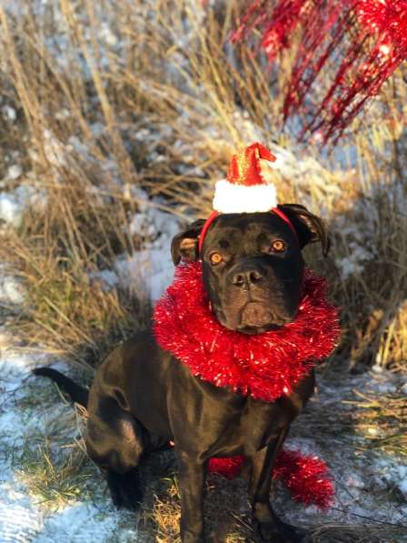 Кане-корсо в дар в Москве