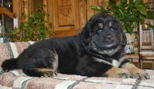 Тибетский мастиф - лучший страж на территории в Москве фото 46