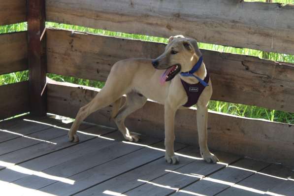 Пес-красавчик изабеллового окраса в Санкт-Петербурге фото 10