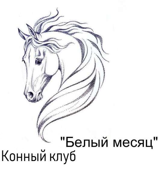 Конная прогулка в Красноярске фото 26