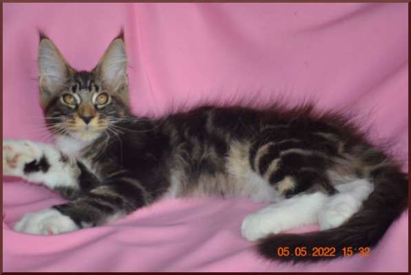 Роскошный черный котик мейн-кун из питомника в Астрахани фото 41