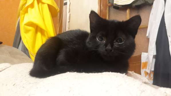 Отдам кошечку в фото 3