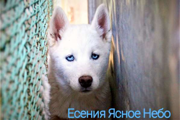 Белоснежные щенки сибирский хаски в Красноярске фото 10
