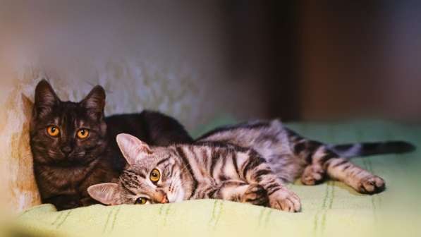 Ищут дом три котенка – Фома, Чезарио и Черника в Москве фото 8