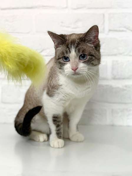 Красавица Хайди, молодая кошечка, метис сиамской кошки в дар