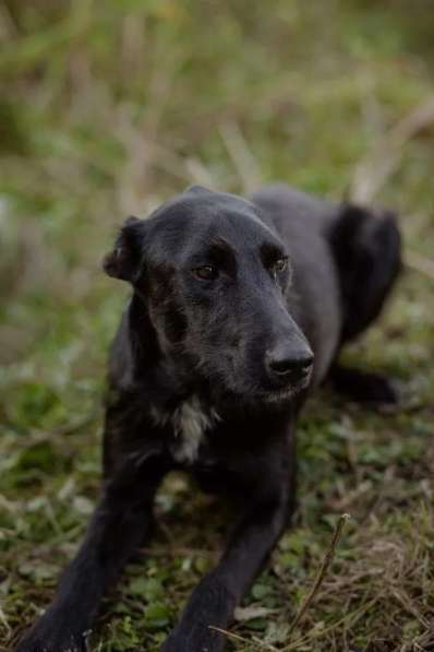 Чудесный Лорд ищет свою семью в Москве фото 10
