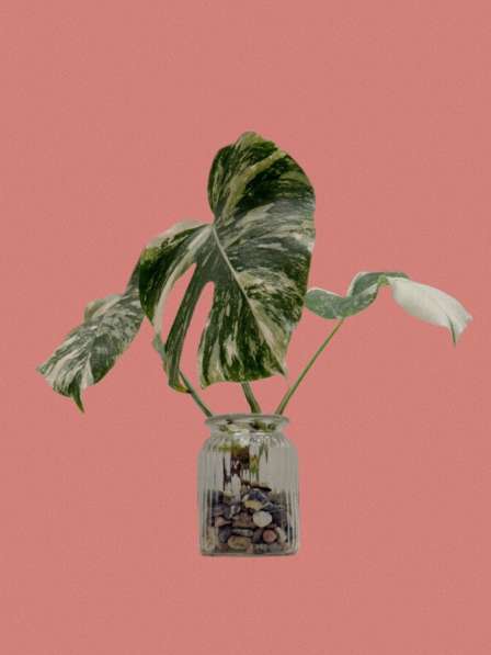 Монстера Альба в Москве фото 5