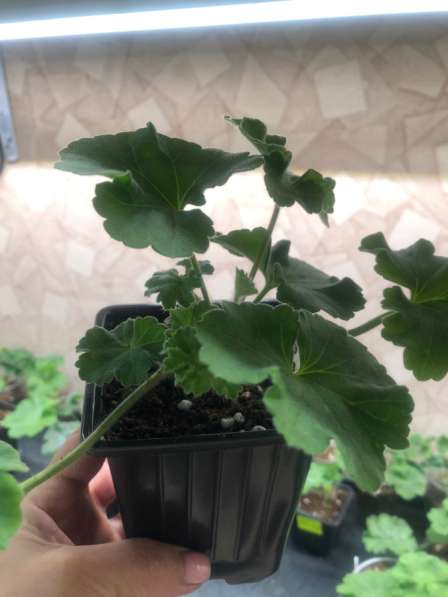 Сортовая пеларгония в Брянске фото 5