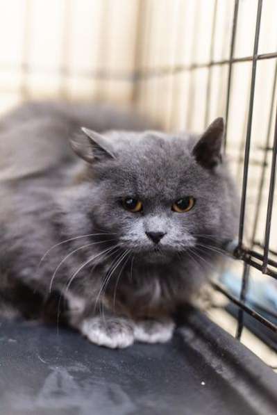 Пушистая красавица Артемида в добрые руки в Москве фото 4