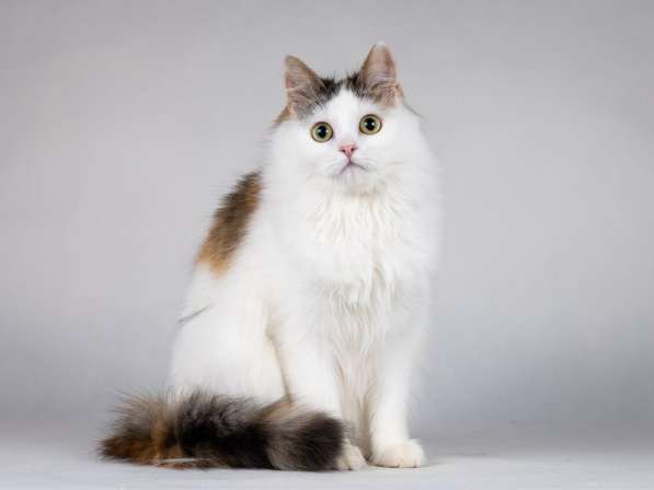 Ласковая Зая, котёнок-подросток, девочка, трёхцветка в Москве фото 5