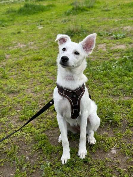 Невероятно красивый белый щенок