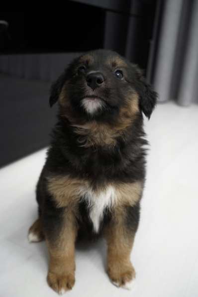 Милое создание в добрые руки в Ессентуках