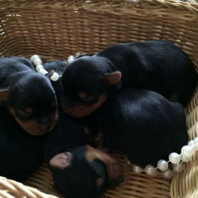 Йоркширские терьеры