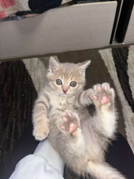 Котята в Кемерове фото 6