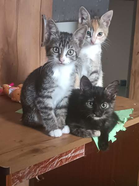 Котята даром в Керчи