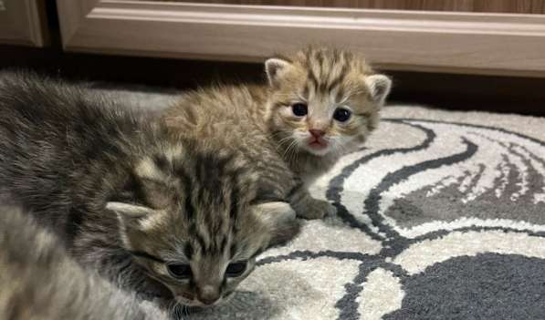 Шотландские котята в Красноярске