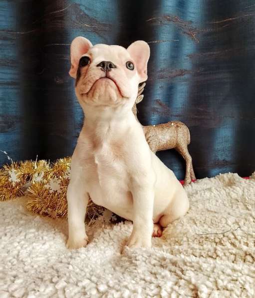 Французский бульдог в Уссурийске фото 3