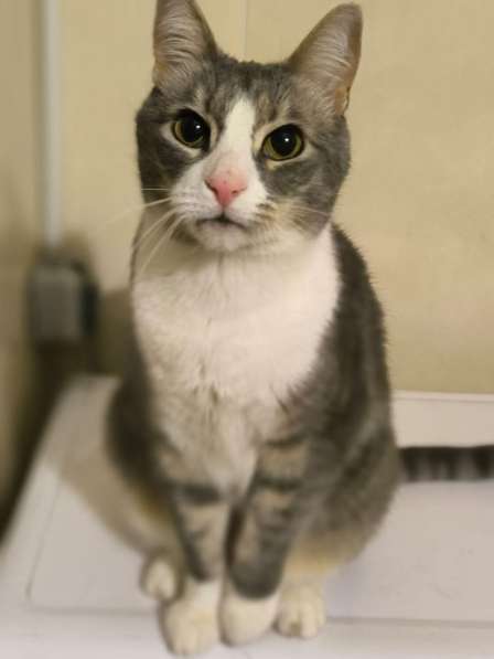 Маркиз в поиске дома