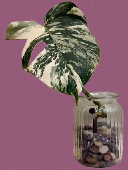 Монстера Альба в Москве фото 4