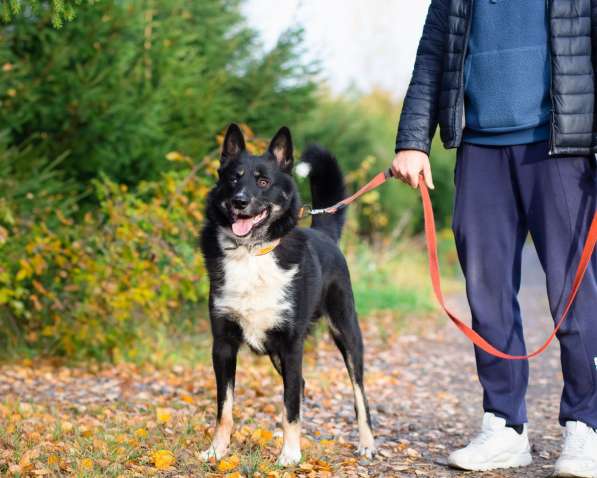 Роскошный молодой пёс в Санкт-Петербурге фото 6