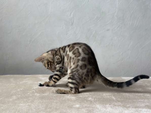 Available Bengal kittens в 