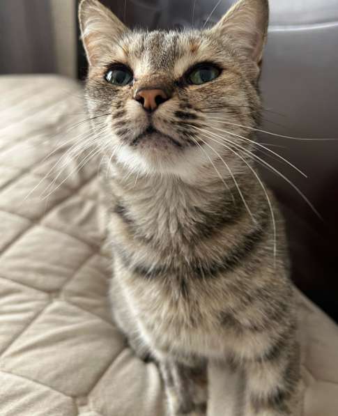 Кошка в добрые руки