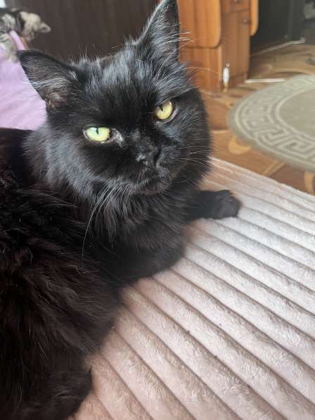 Котята в Белово