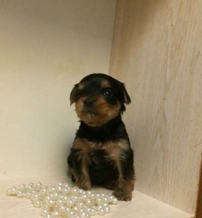 Йоркширские терьеры в Екатеринбурге фото 8