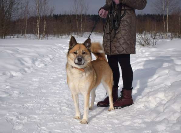 Собака в добрые руки, ищет дом в Москве фото 7