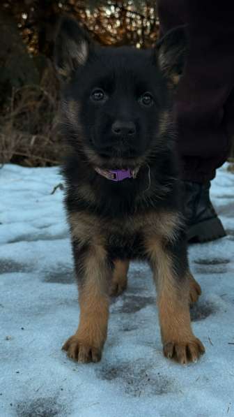 Щенки немецкой овчарки с документами, чистокровные в Москве фото 5