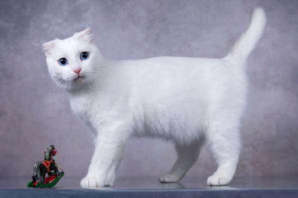 Белая голубоглазая вислоухая кошка Поэзия в дар в Москве фото 5
