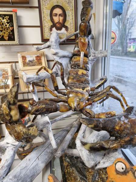 Скорпион в единственном экземпляре в Калининграде