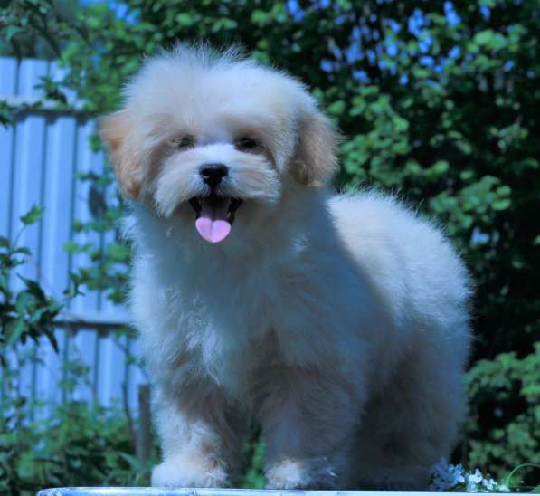 Мальтипу Ф1 щенки мини в Москве фото 4