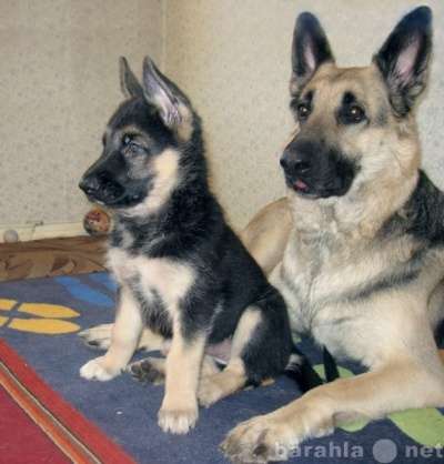 Восточно-европейская овчарка щенки вео в Москве фото 9