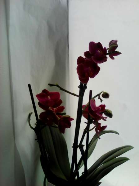 В наличии орхидеи цветущие и не цветущие в фото 3