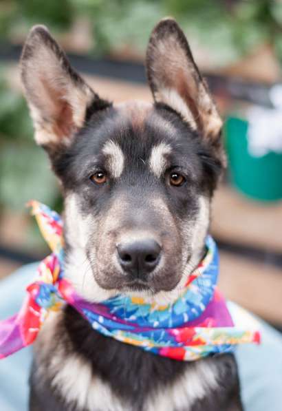 Щенок восточно-европейской овчарки Симбо в добрые руки в Москве фото 4