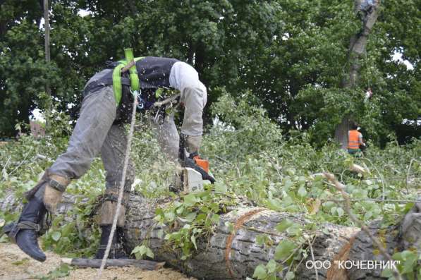Удаление деревьев, вырубка сухостоя и аварийных деревьев в Москве фото 5