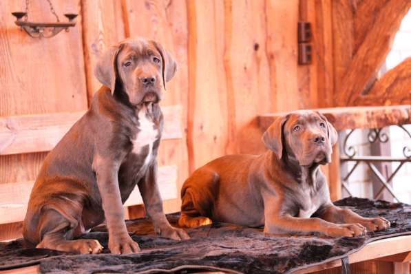 Cane Corso puppies в Астрахани фото 3