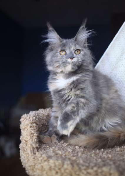 Кошка полидакт мейн кун в Москве