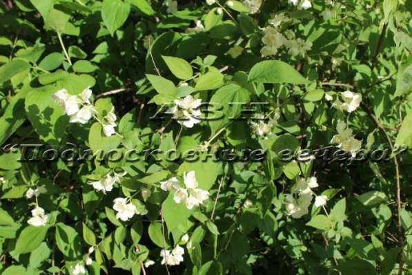 Продам дом в Электрогорск.Жилая площадь 65 кв.м.Есть Электричество. в Электрогорске фото 18